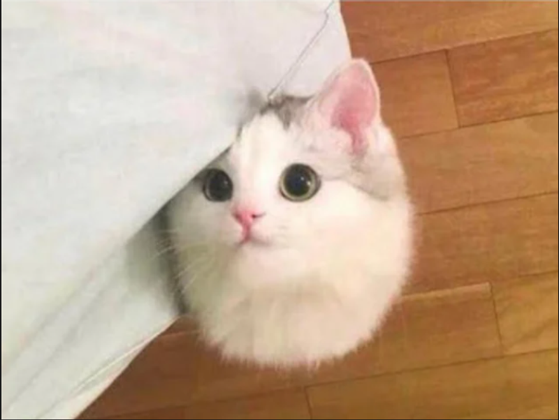 养狗还是养猫?从日常细节看清两种陪伴